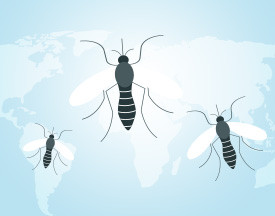 Mosquito