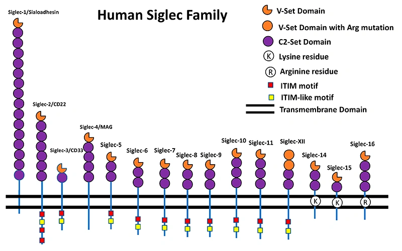 Schematic Representation of the Human Siglec Family Receptor Structures