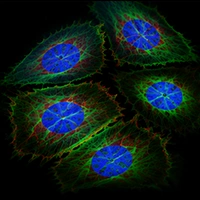 Immunofluorescence