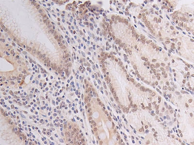 CSB-RA796958A0HU IHC