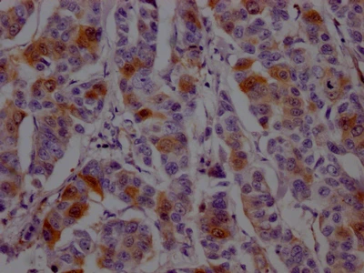 CSB-RA264582A0HU IHC
