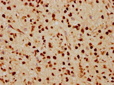 CSB-RA267691A0HU IHC