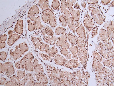 CSB-RA072684A0HU IHC