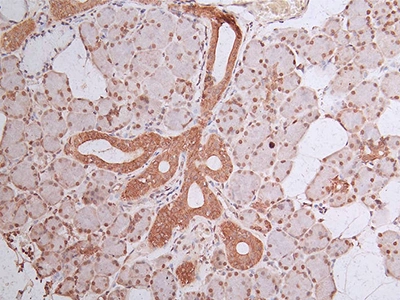 CSB-RA072684A0HU IHC