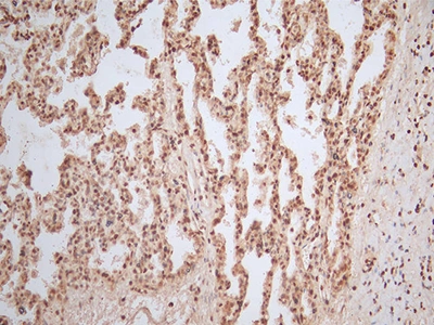 CSB-RA072684A0HU IHC