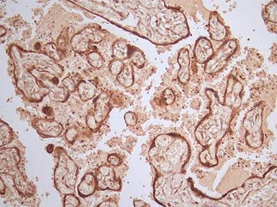 CSB-RA071064A0HU IHC