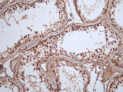 CSB-RA904894A0HU IHC