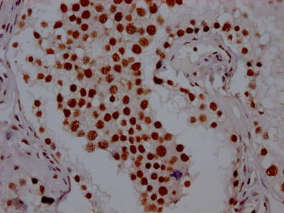 CSB-RA569290A0HU IHC