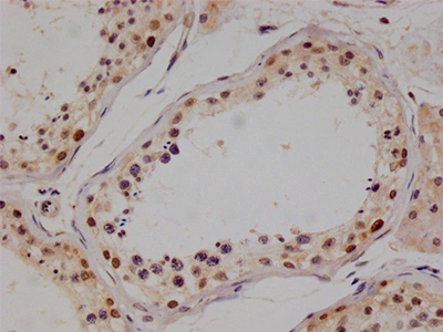 CSB-RA916699A0HU IHC