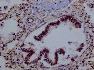 CSB-RA437344A0HU IHC