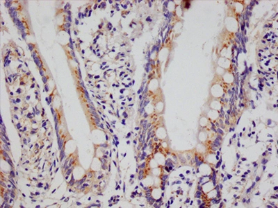 CSB-RA943230A0HU IHC
