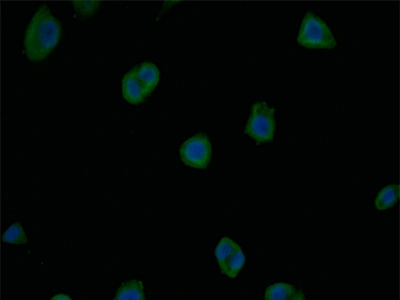 CSB-RA566133A0HU IF