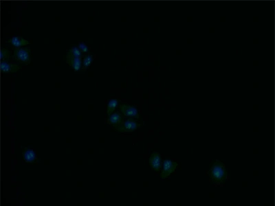 CSB-RA248860A0HU IF