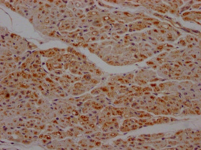 CSB-RA987662A0HU IHC
