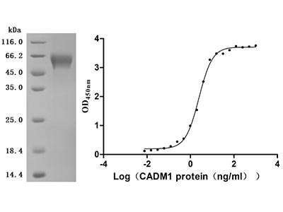 Recombinant human CTRAM