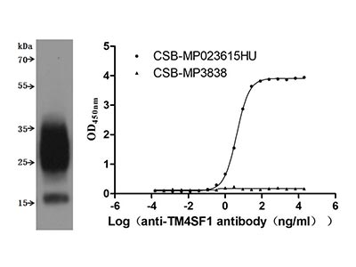 Recombinant Human TM4SF1