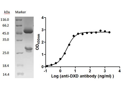 DXD Monoclonal Antibody