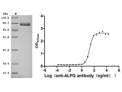 Recombinant human ALPG