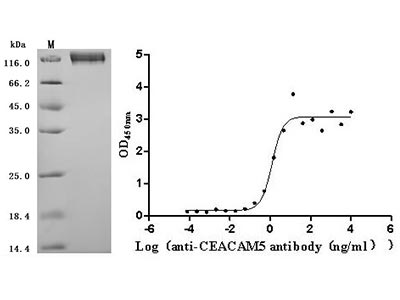Recombinant Human CEACAM5