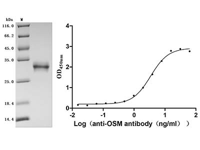 Recombinant human OSM