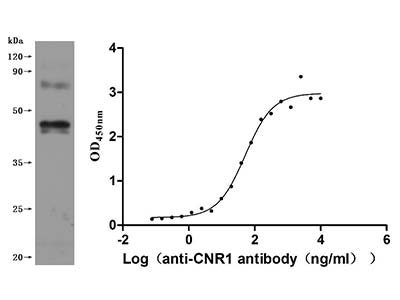 Recombinant Human CNR1