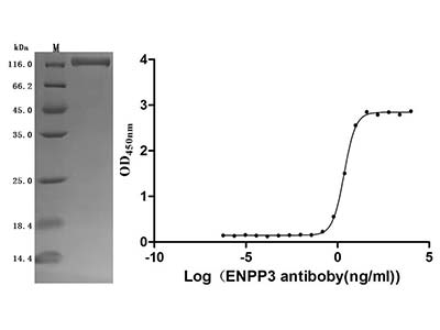 Recombinant Human ENPP3