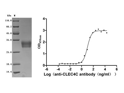 Recombinant human CLEC4C