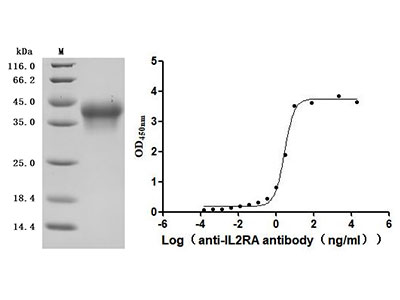 Recombinant Human IL2RA