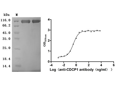 Recombinant Human CDCP1