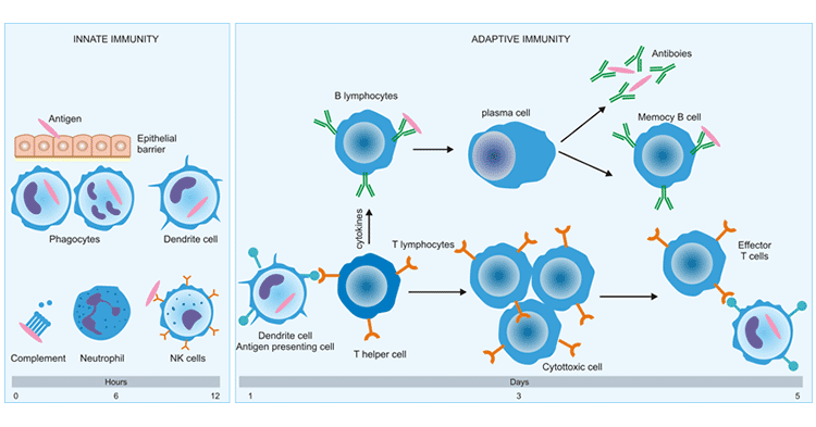 The basic components of the innate and adaptive immune responses to infection and cancer