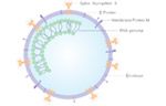 Coronaviruses