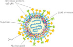 Hepatitis Viruses