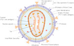 Human Immunodeficiency Virus