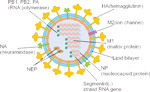 Influenza Virus