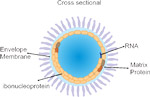 Rabies Virus