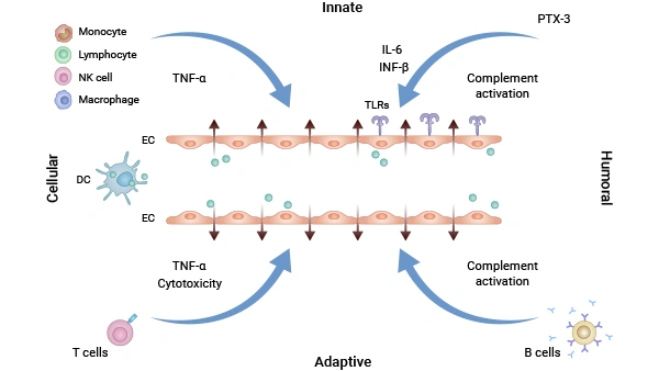 Both humoral and cellular components of the innate and adaptive immune systems can contribute to vascular leakage. In response to hantavirus-infected endothelial cells (ECs), neutrophils release inflammatory cytokines such as TNF-α, which directly or indirectly enhance vascular permeability