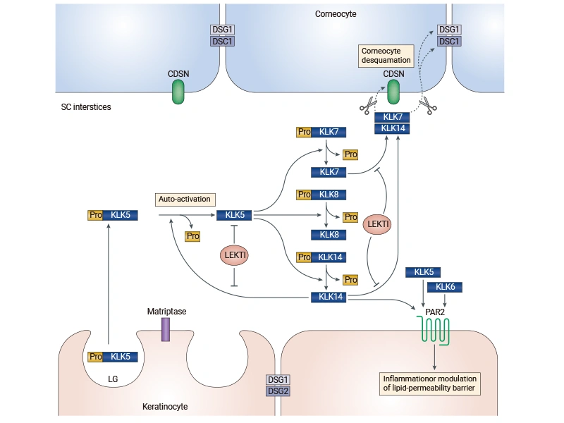 Figure 3. Schematic representation of the skin epidermal KLK proteolytic cascade