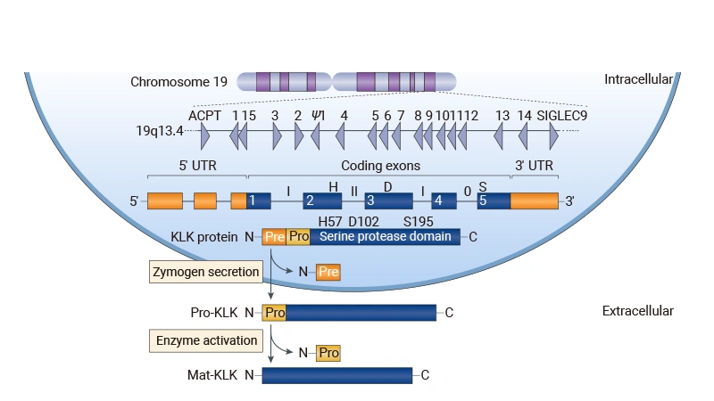 Figure 1. Schematic representation of KLK family gene and protein structure