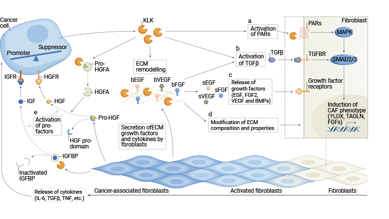Figure 2. Multiple mechanisms by which the KLK family remodels the tumor microenvironment. KLKs regulate tumor cell–microenvironment interactions through degrading ECM proteins, cleaving cell adhesion molecules, releasing ECM-bound growth factors, and activating other proteases.