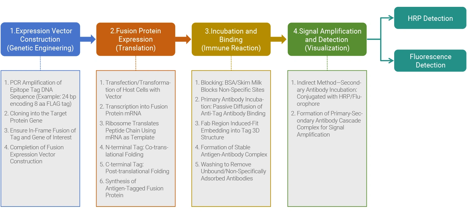 SpecificTesting Process