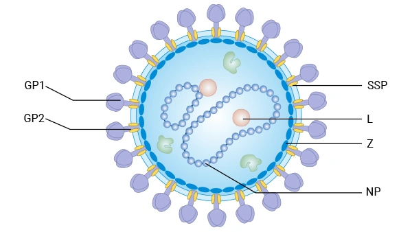 Schematic representation of arenavirus virions