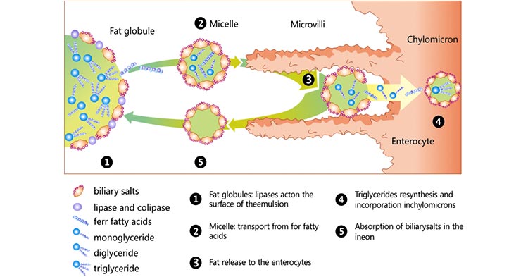 Digestion and absorption of lipids