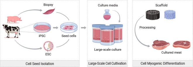 Bei der Herstellung von Zellkulturfleisch wird in der Regel eine Reihe von Wachstumsfaktoren und Nährstoffen zugesetzt, um das Zellwachstum, die Differenzierung und die Gewebebildung zu fördern. 