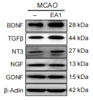 β-Actin Monoclonal Antibody