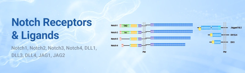 노치 수용체 및 리간드