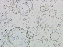 Organoids Derived from Other Animal Species-Mouse-derived pancreatic organoids