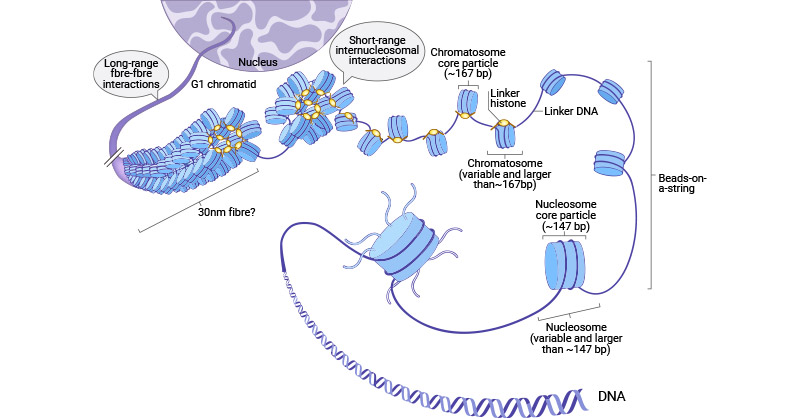 Multiple levels of chromatin folding and histone structure