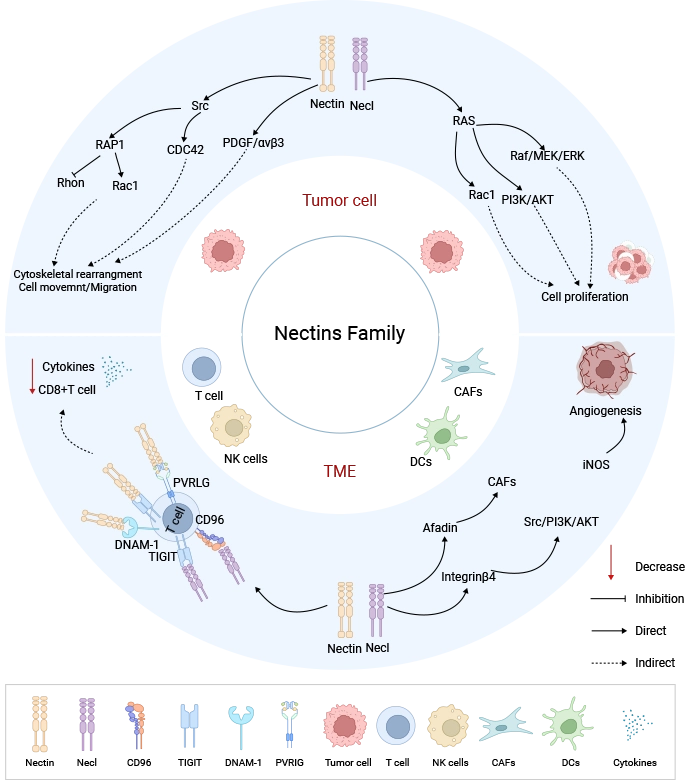 Nectin Family-Mediated Oncogenic Signaling in Tumor Cells and the Tumor Microenvironment
