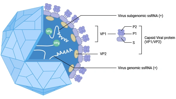 The Norovirus (NoV) virion