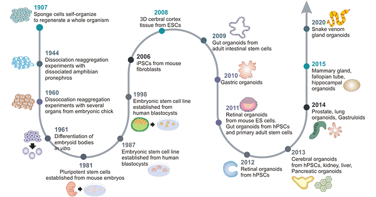 Timeline for the development of organoid cultures